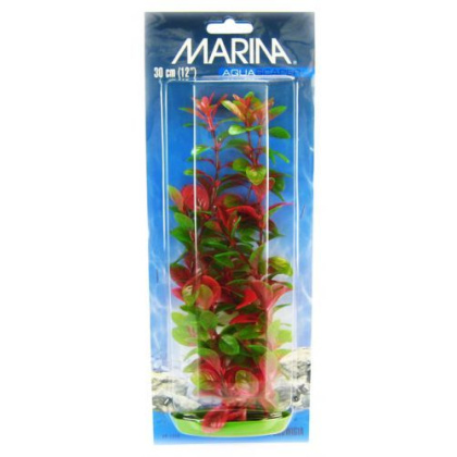 Marina Red Ludwigia Plant - 12\